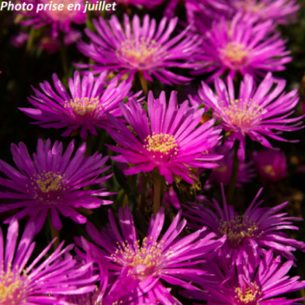 Delosperma cooperi - Pourpier vivace