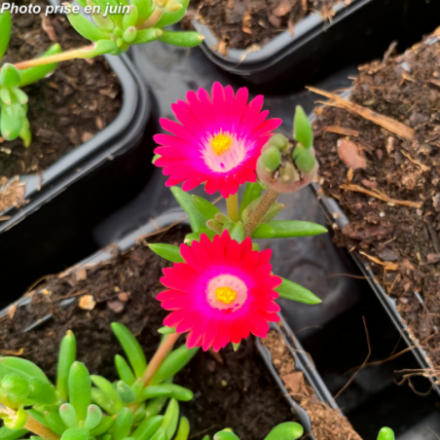 Delosperma jewel of desert 'Amethyst' - Ficoïde
