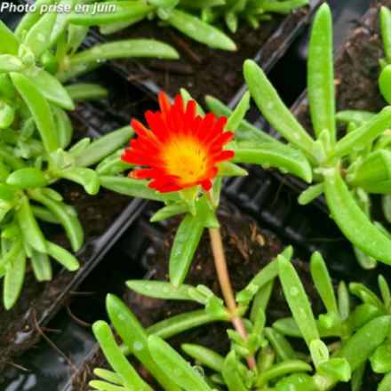 Delosperma meyeri 'Wheels Of Wonder Fire Rouge' - Pourpier vivace