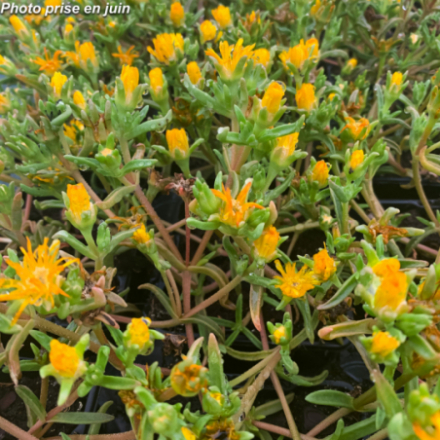 Delosperma meyeri 'Wheels Of Wonder Golden' - Pourpier vivace