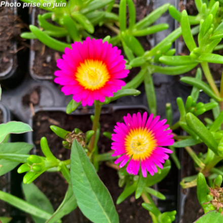 Delosperma meyeri 'Wheels Of Wonder Hot Pink' - Pourpier vivace