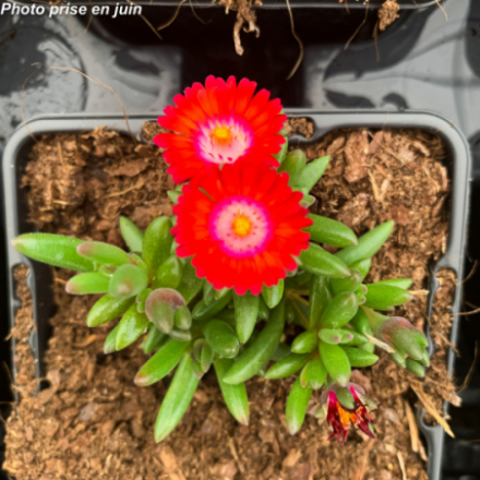 Delosperma x 'Jewel of desert Grenade' - Ficoïde