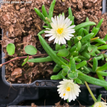 Delosperma x 'Jewel of desert Moonstone' - Ficoïde