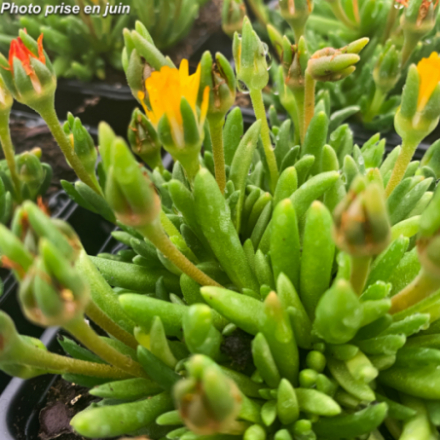 Delosperma x 'Jewel of desert Peridott' - Ficoïde