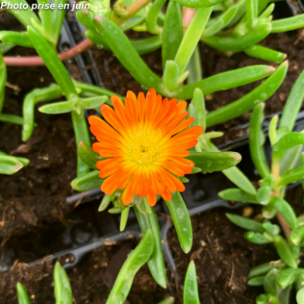 Delosperma x 'Wheels Of Wonder Orange' - Pourpier vivace