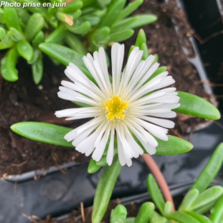 Delosperma x 'Wheels Of Wonder White' - Pourpier vivace