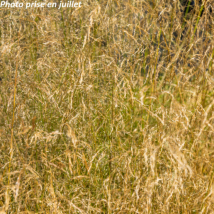 Deschampsia cespitosa