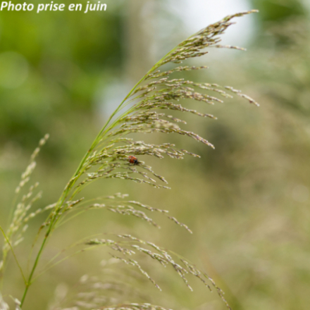 Deschampsia cespitosa 'Bronzeschleier'