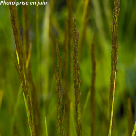 Deschampsia cespitosa 'Goldschleier'