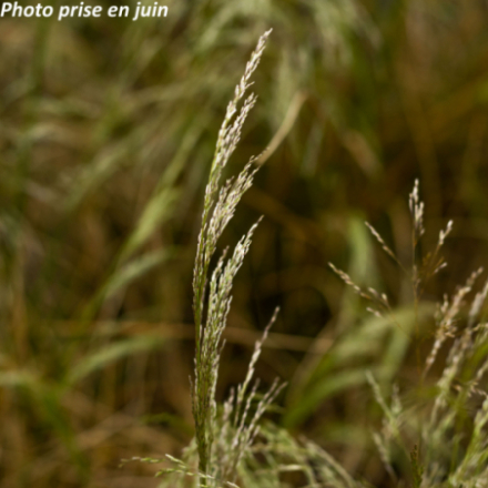 Deschampsia cespitosa 'Goldtau'