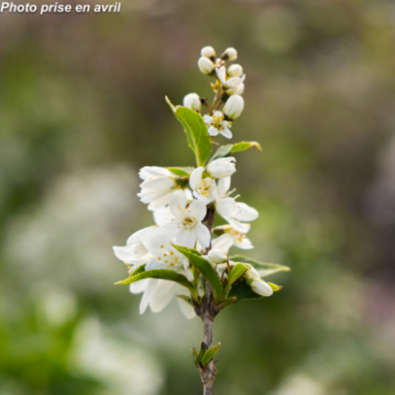 Deutzia gracilis