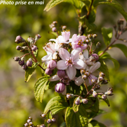 Deutzia hybrida 'Montrose'