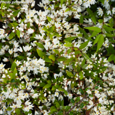 Deutzia x crenata 'Nikko'