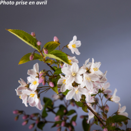 Deutzia x rosea 'Carminea'