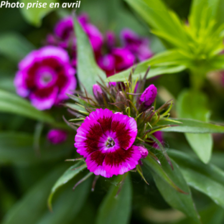 Dianthus barbatus 'Barbarini' - Oeillet de poète