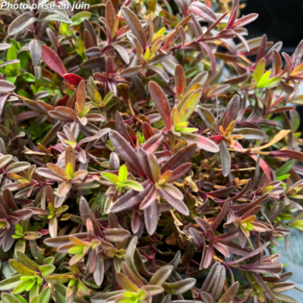 Dianthus deltoides 'Confetti Cherry Red'  - Œillet à delta