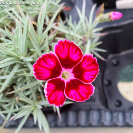 Dianthus deltoides 'Flutterburst®' - Œillet Nain