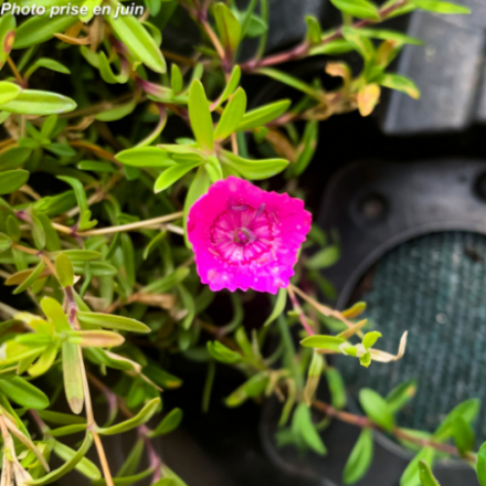 Dianthus deltoides 'Rosea'