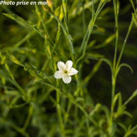 Dianthus deltoides 'White'