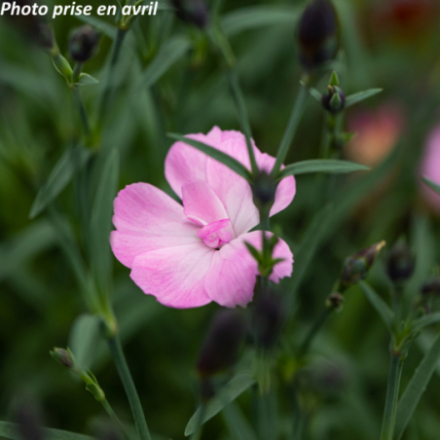 Dianthus 'Dinetta Soft Pink'