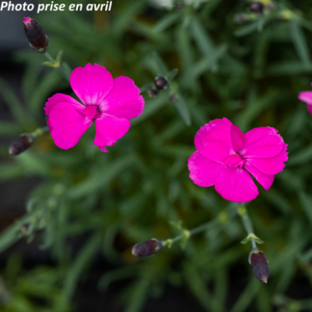Dianthus floribunda 'Dinetta Purple'
