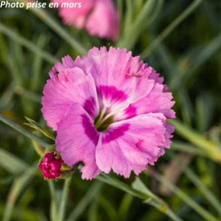Dianthus gratianopolitanus