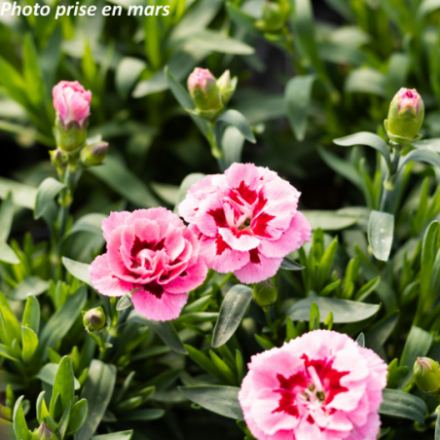 Dianthus Oscar®