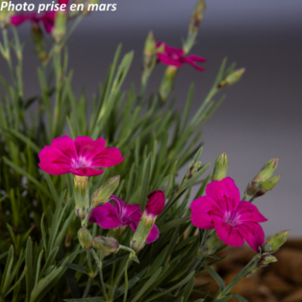 Dianthus 'Pillow Purple'