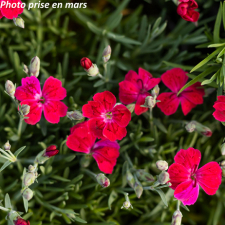 Dianthus 'Pillow Red'