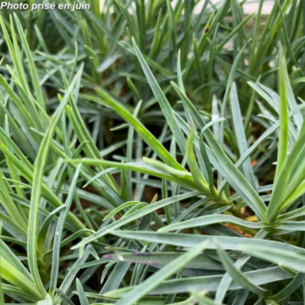 Dianthus plumarius 'Munot'