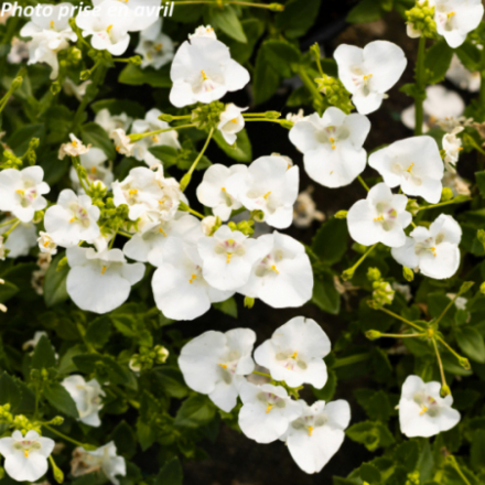 Diascia elegans - Diascie