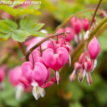 Dicentra spectabilis