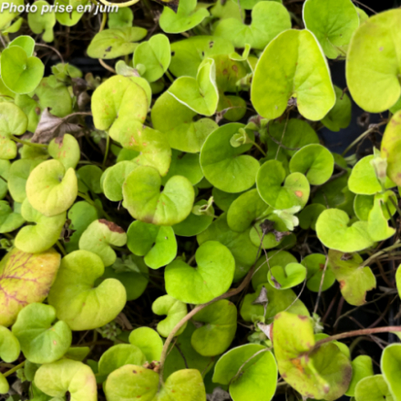 Dichondra repens 'Emerald Falls'