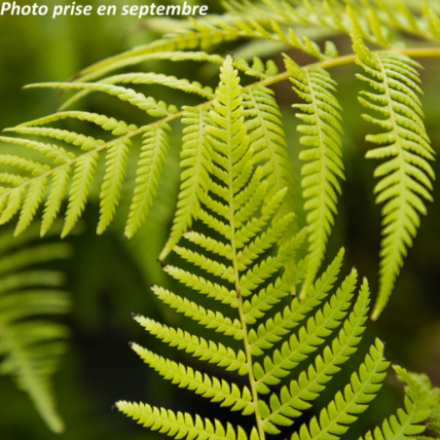 Dicksonia antartica