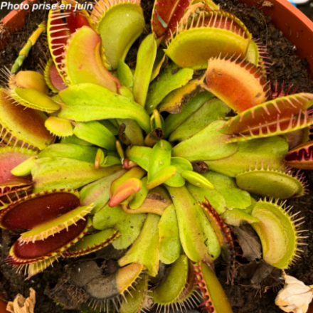 Dionea muscipula - Plante Carnivore