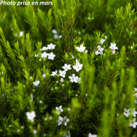 Diosma hirsuta 'Pink Fountain'