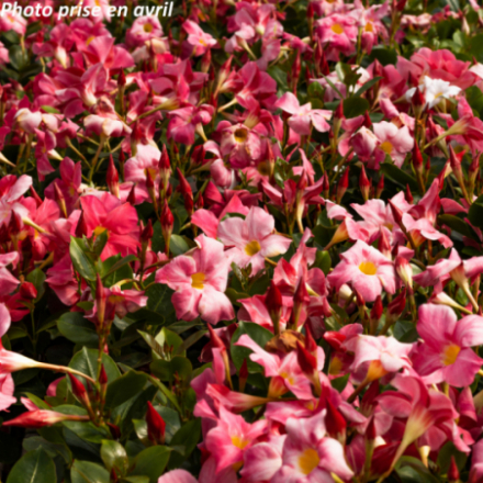 Dipladenia sanderi - Dipladénia de Sander