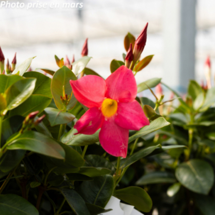 Dipladenia Sundaville®