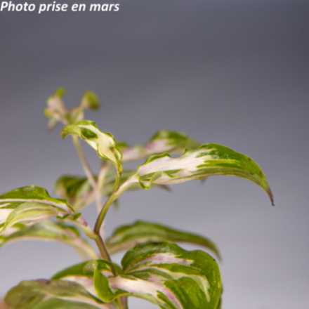 Disporum cantoniense 'Moonlight'®