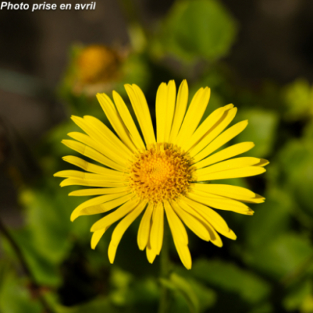 Doronicum orientale 'Little Leo'