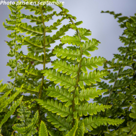 Dryopteris buschiana