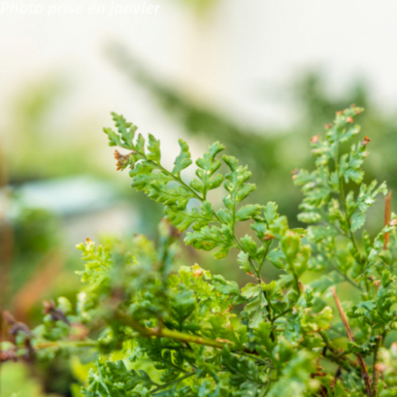 Dryopteris dilatata 'Lepidota Crispa'