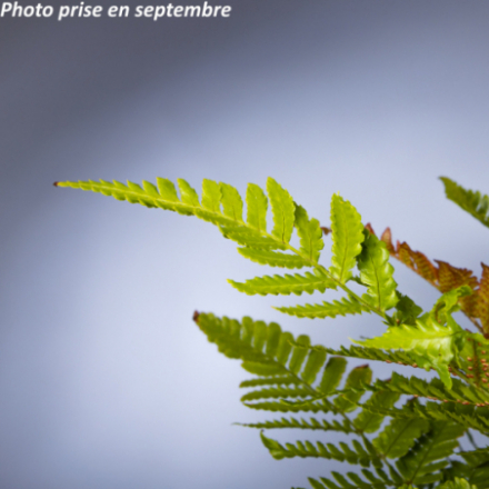 Dryopteris erythrosora