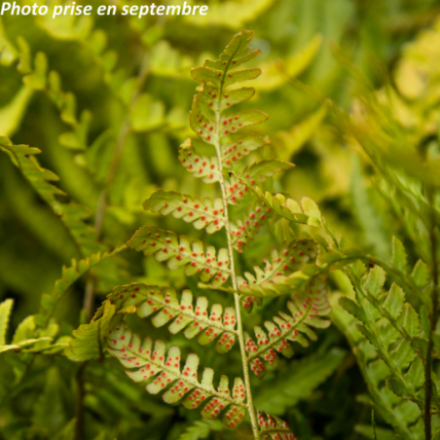 Dryopteris erythrosora 'Prolifica'