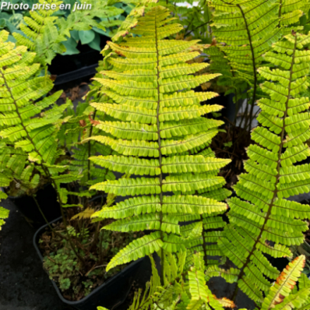 Dryopteris wallichiana ‘Jurassic Gold’