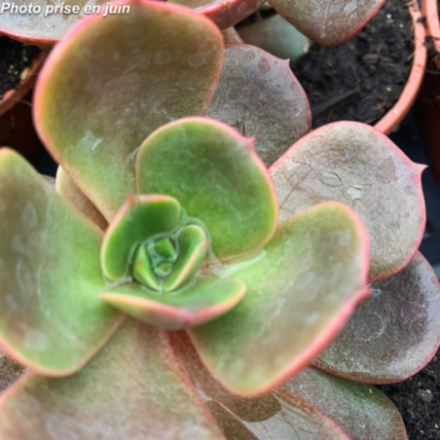 Echeveria agavoides 'Mont'