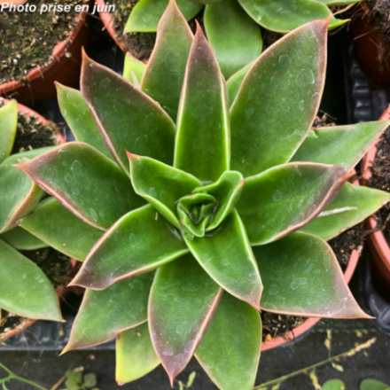 Echeveria elegans - Echeveria élégant