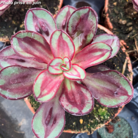 Echeveria nodulosa 'Benitsukasa'