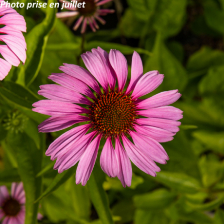 Echinacea purpurea 'Magnus'