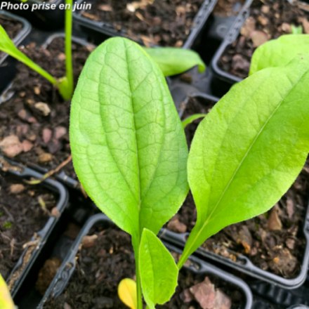 Echinacea purpurea 'Primadonna White'